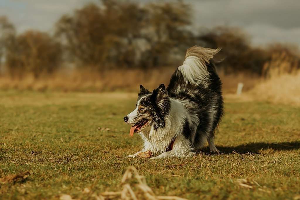 spass am hundestrand 10