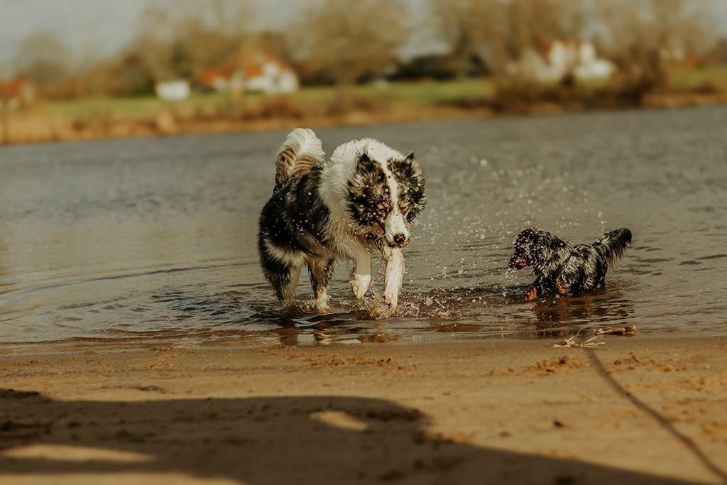 spass am hundestrand 11
