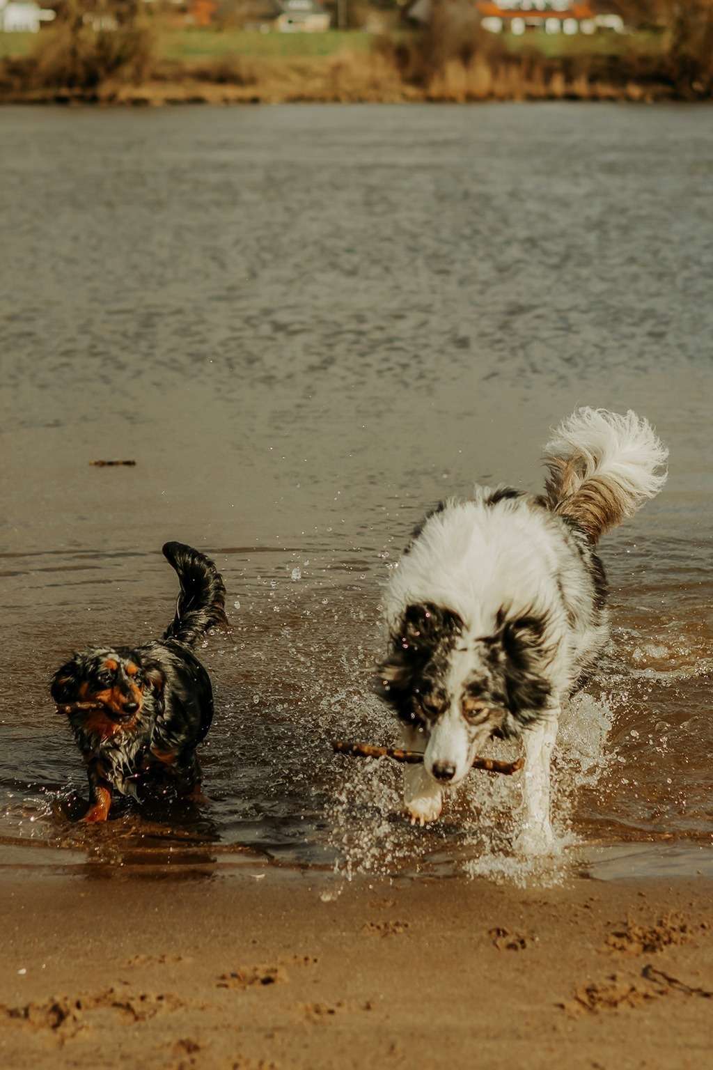 spass am hundestrand 14 2