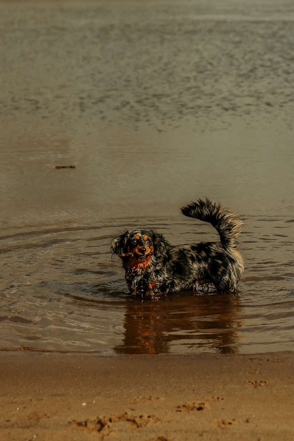spass am hundestrand 15