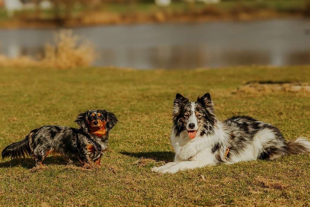 spass am hundestrand 19