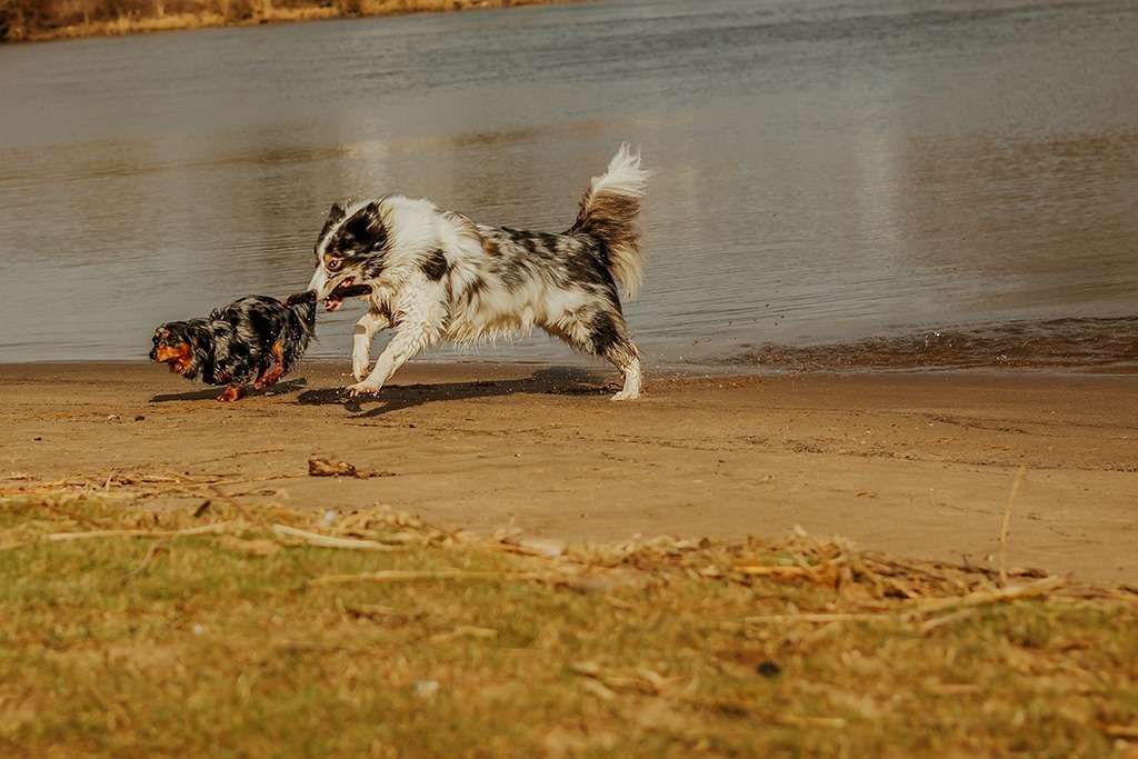 spass am hundestrand 2