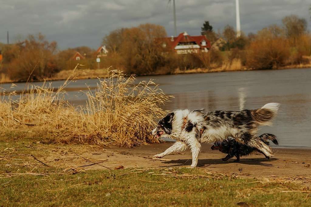 spass am hundestrand 20