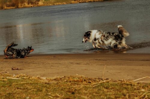 spass am hundestrand 3