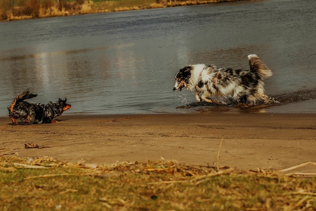 spass am hundestrand 3