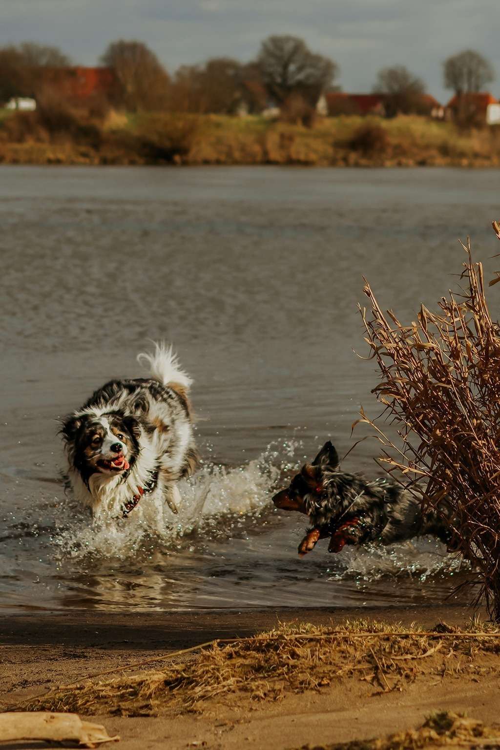 Riesen Spaß am Hundestrand  – Action, Wasser und wilde Pfoten