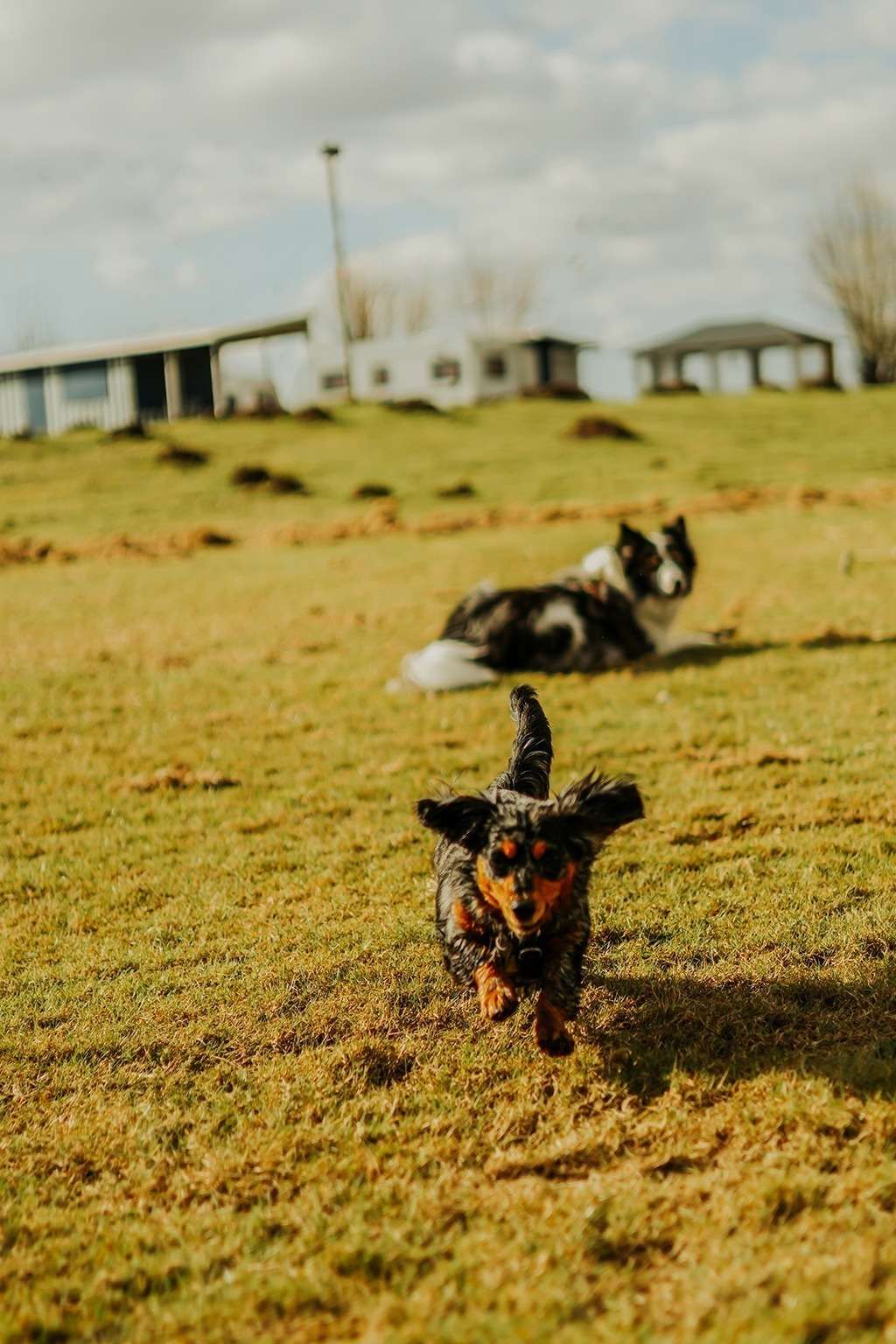 spass am hundestrand 6