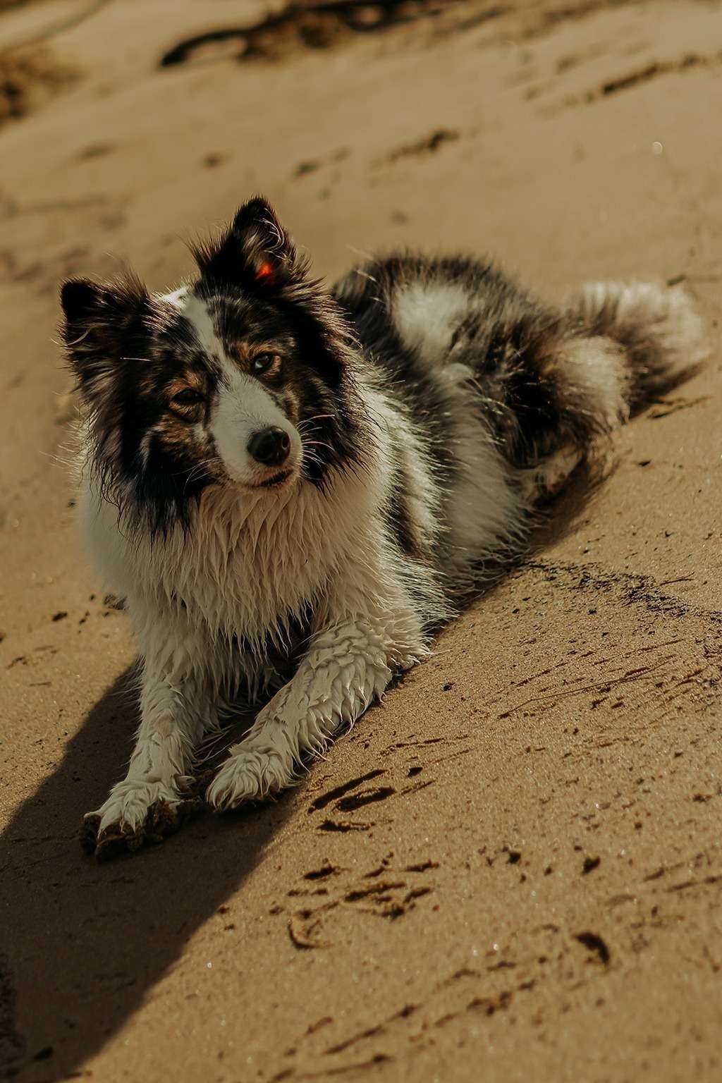 spass am hundestrand 7