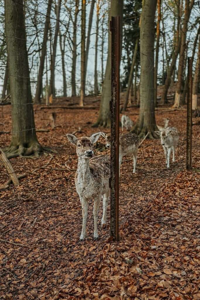 Besuch am Wildgatter: Damwild 2 20250420 192004