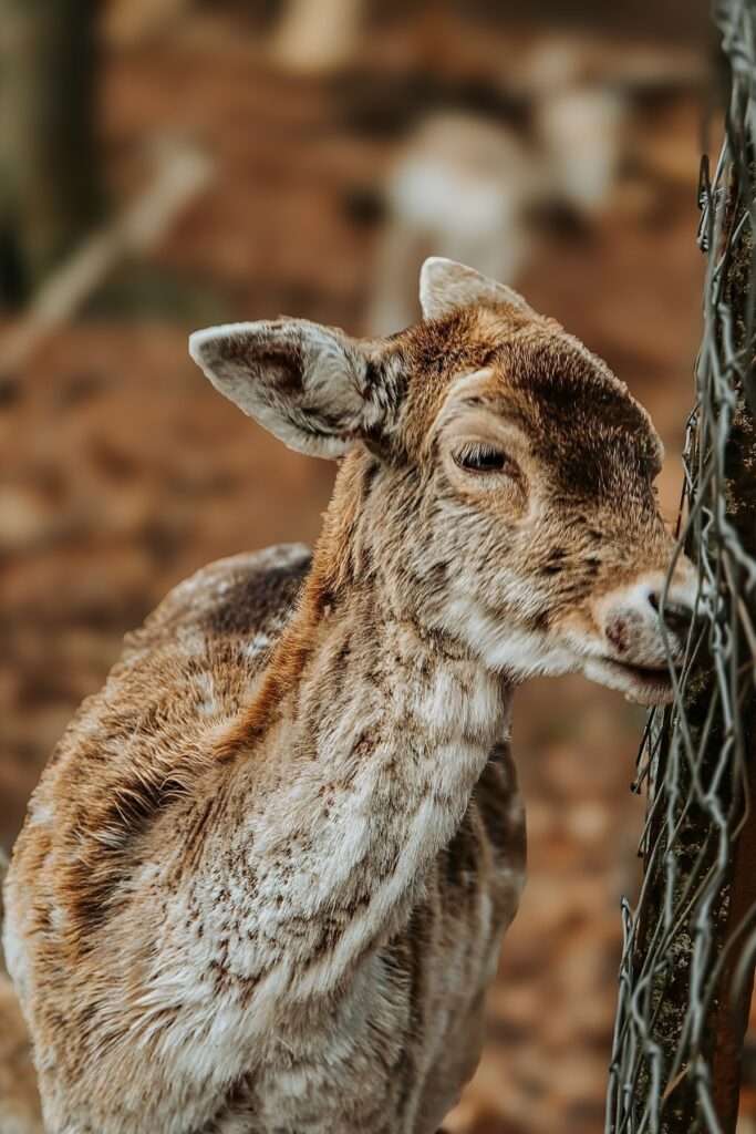 Besuch am Wildgatter: Damwild 3 20250420 192034