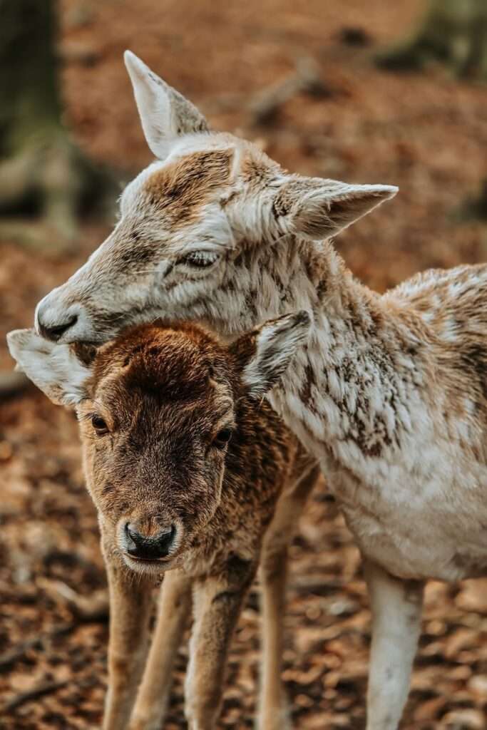 Besuch am Wildgatter: Damwild 4 20250420 192134