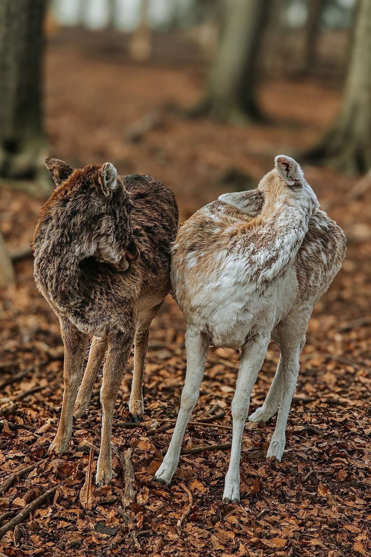 Besuch am Wildgatter: Damwild 6 20250420 192139