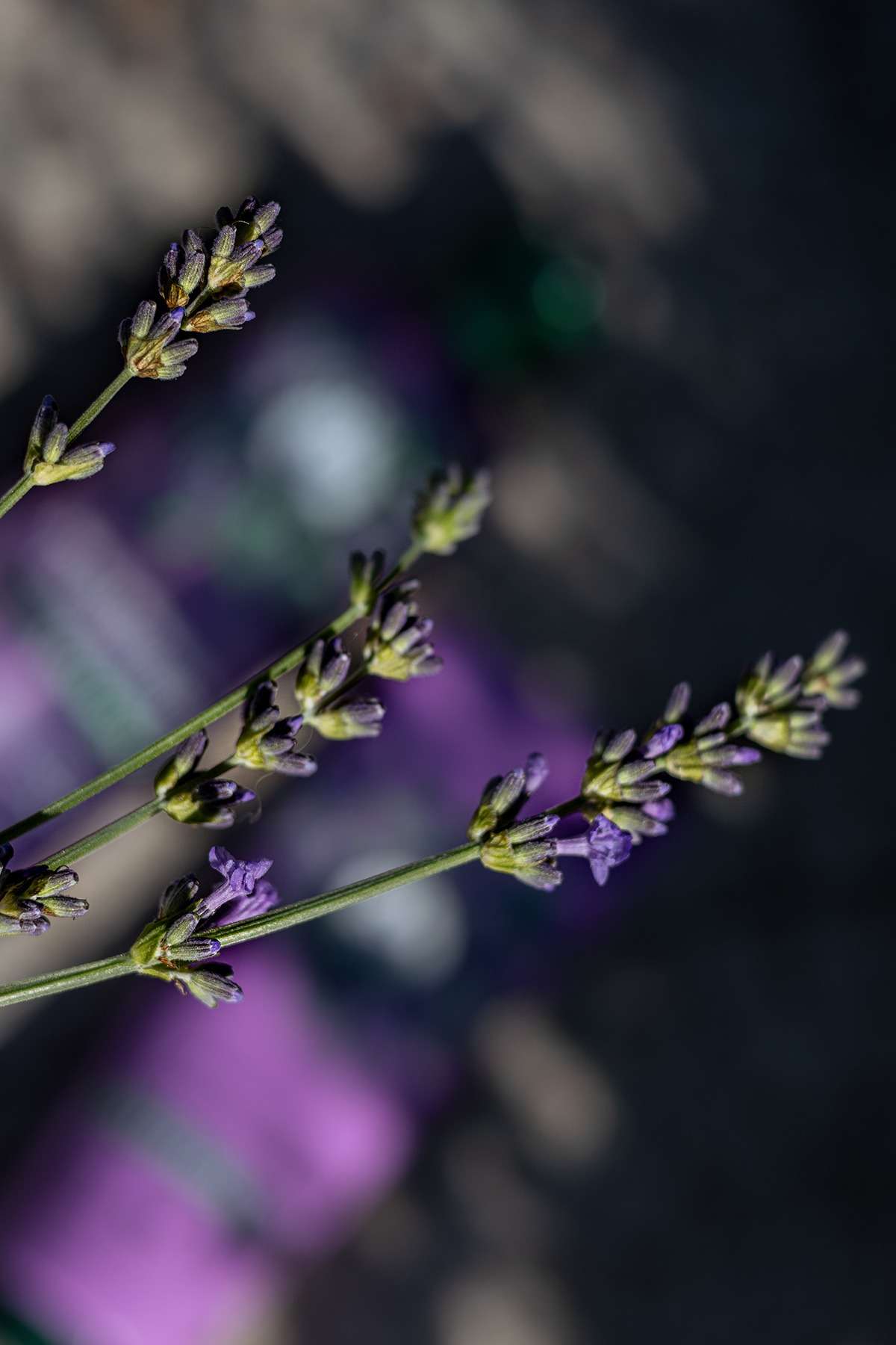 Herbal Essences Lavendelduft 4