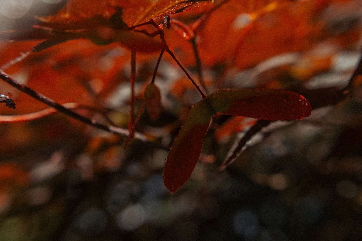 Mut zur Veränderung 6 roter ahorn 2