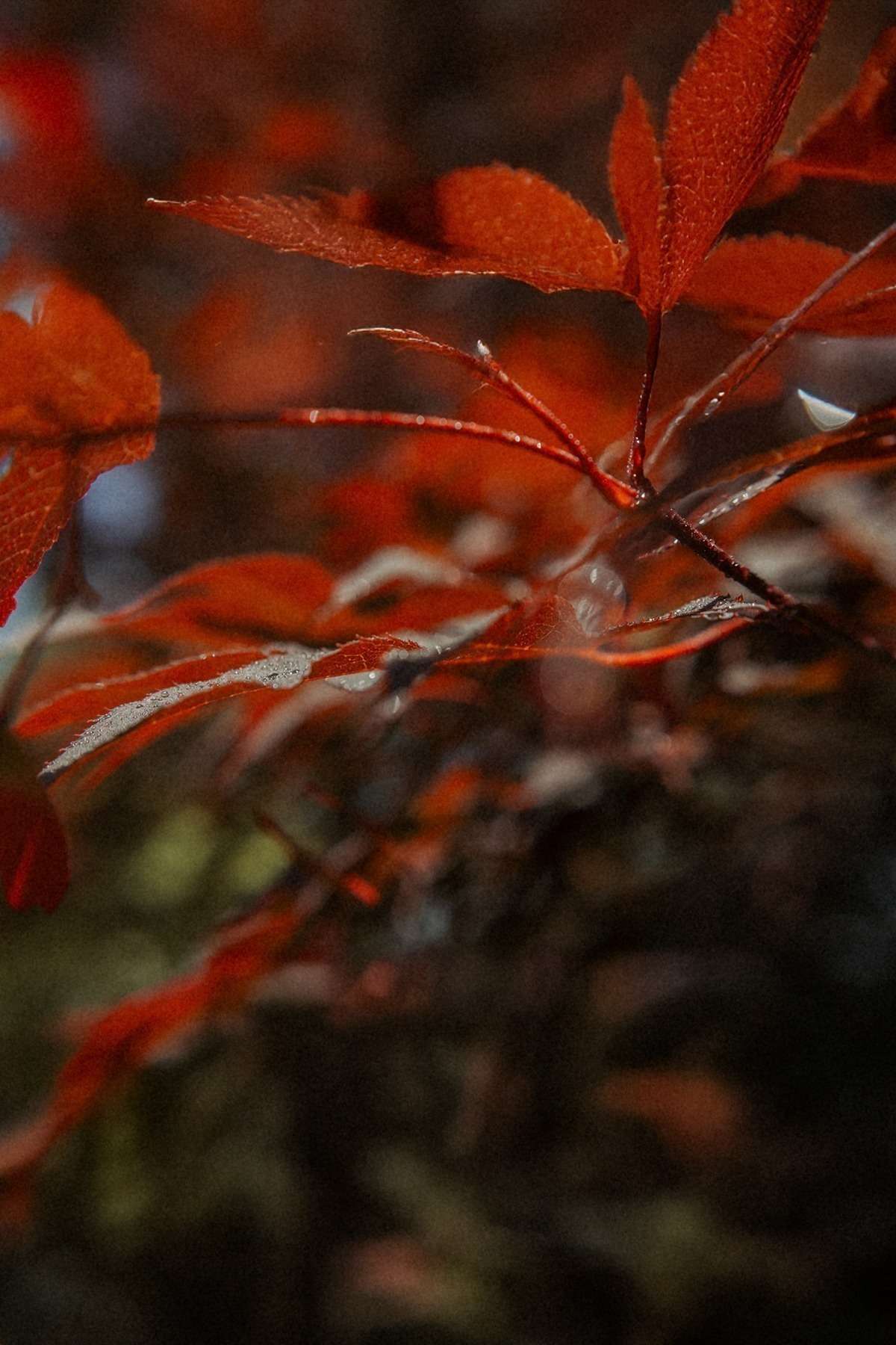 Mut zur Veränderung 5 roter ahorn 3