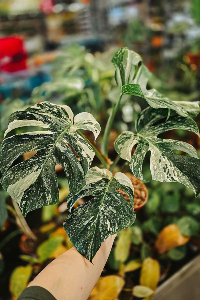 Ich zweifle – und das fühlt sich sicherer an als entscheiden 5 20250620 181325