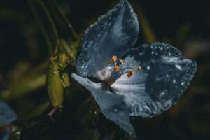 Wer genau hinsieht, entdeckt sie – die Dreimasterblume 3 IMG 0535