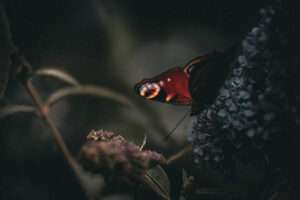 Ein Hauch von Sommer: Schmetterlinge zu Besuch 2 IMG 0612