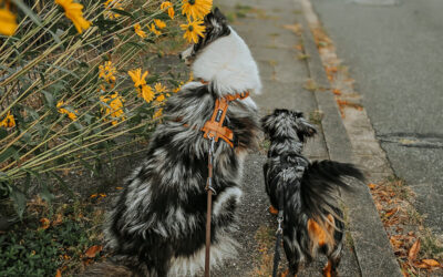 20250906 190142 e1763370315504