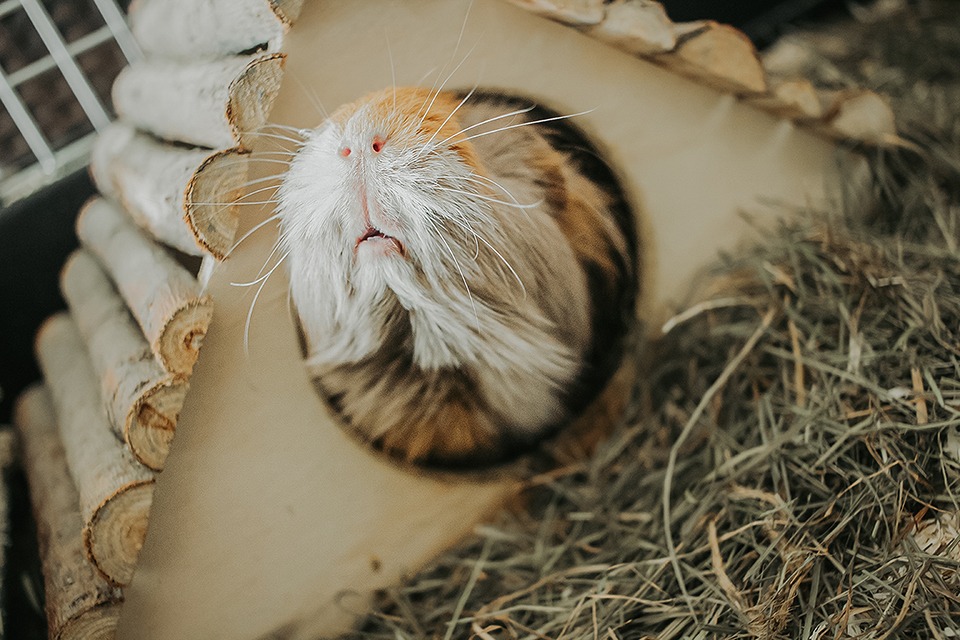 Gute alte Zeiten – Mein Leben als „Crazy Guinea Pig Lady“ 7 IMG 1325