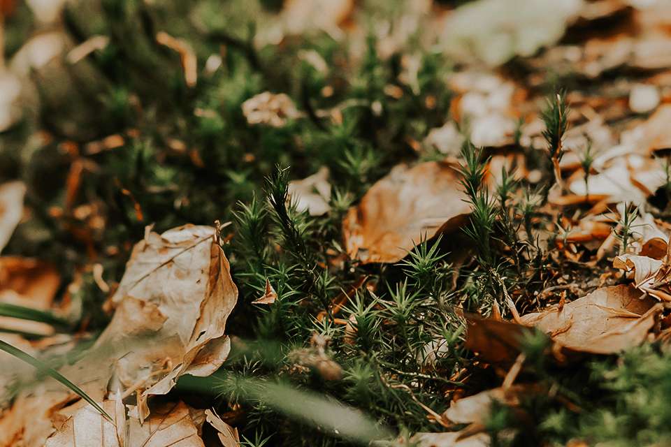 Wald Impressionen 2021 8 IMG 6237