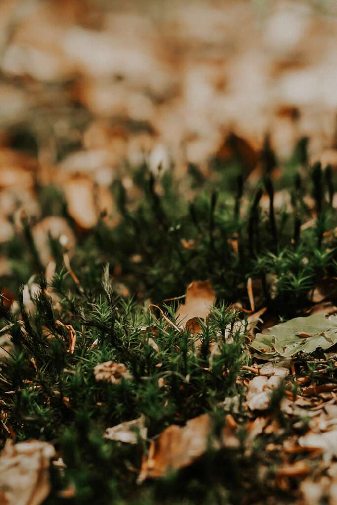 Wald Impressionen 2021 2 IMG 6239