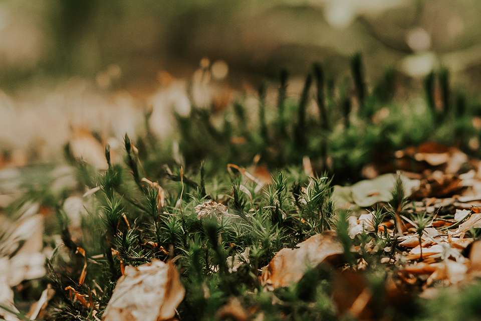 Wald Impressionen 2021 9 IMG 6241