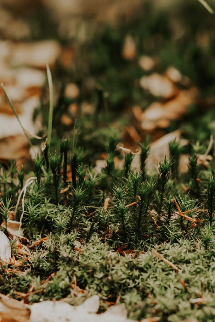 Wald Impressionen 2021 7 IMG 6246