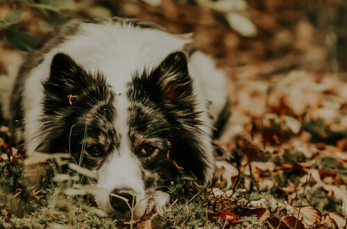 Wald Impressionen 2021 15 IMG 6252 2 e1765399816982
