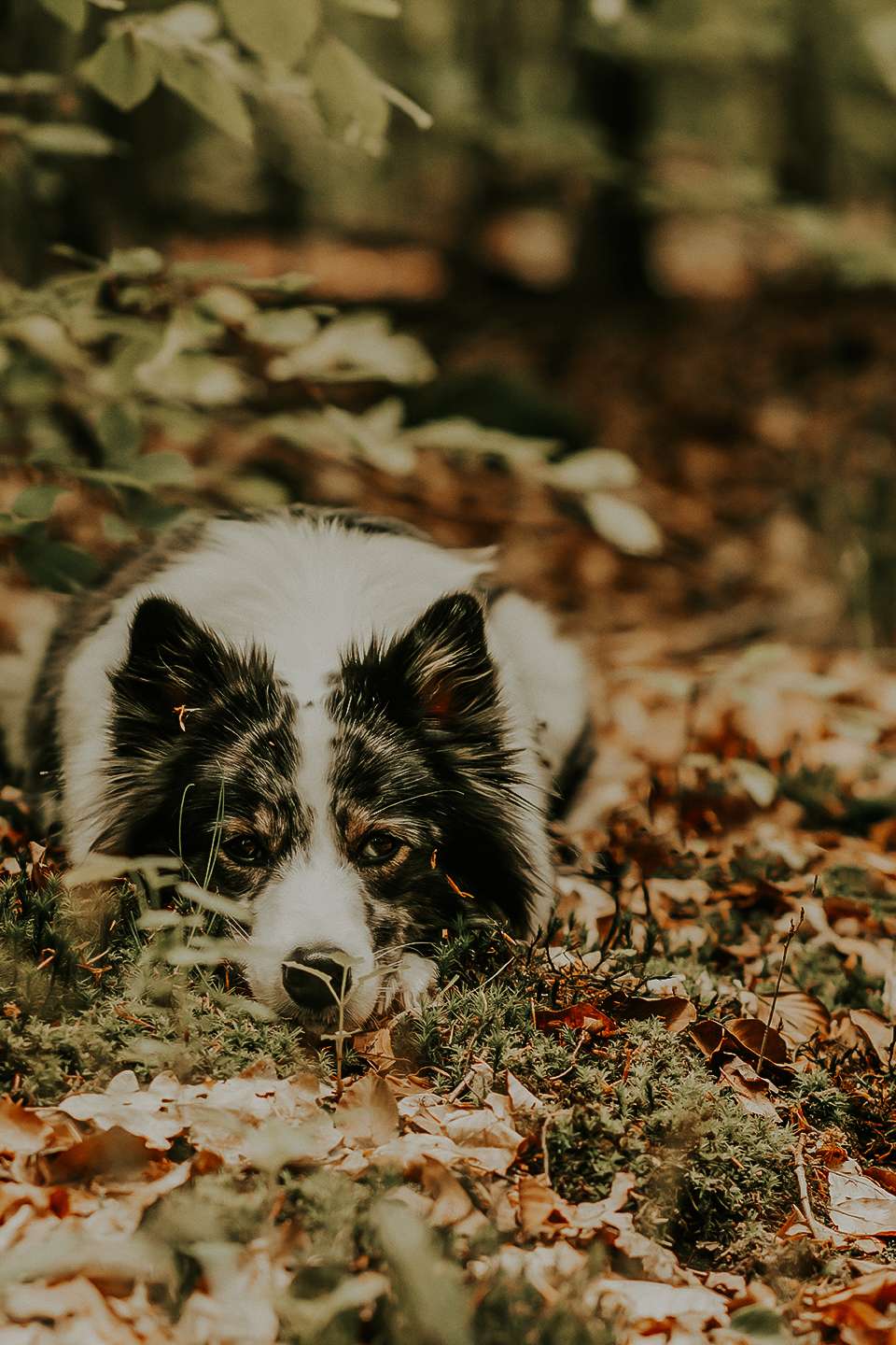 Wald Impressionen 2021