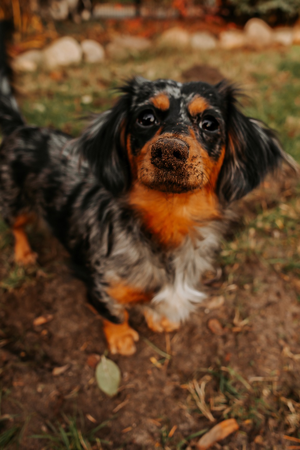 operation maulwurf 1