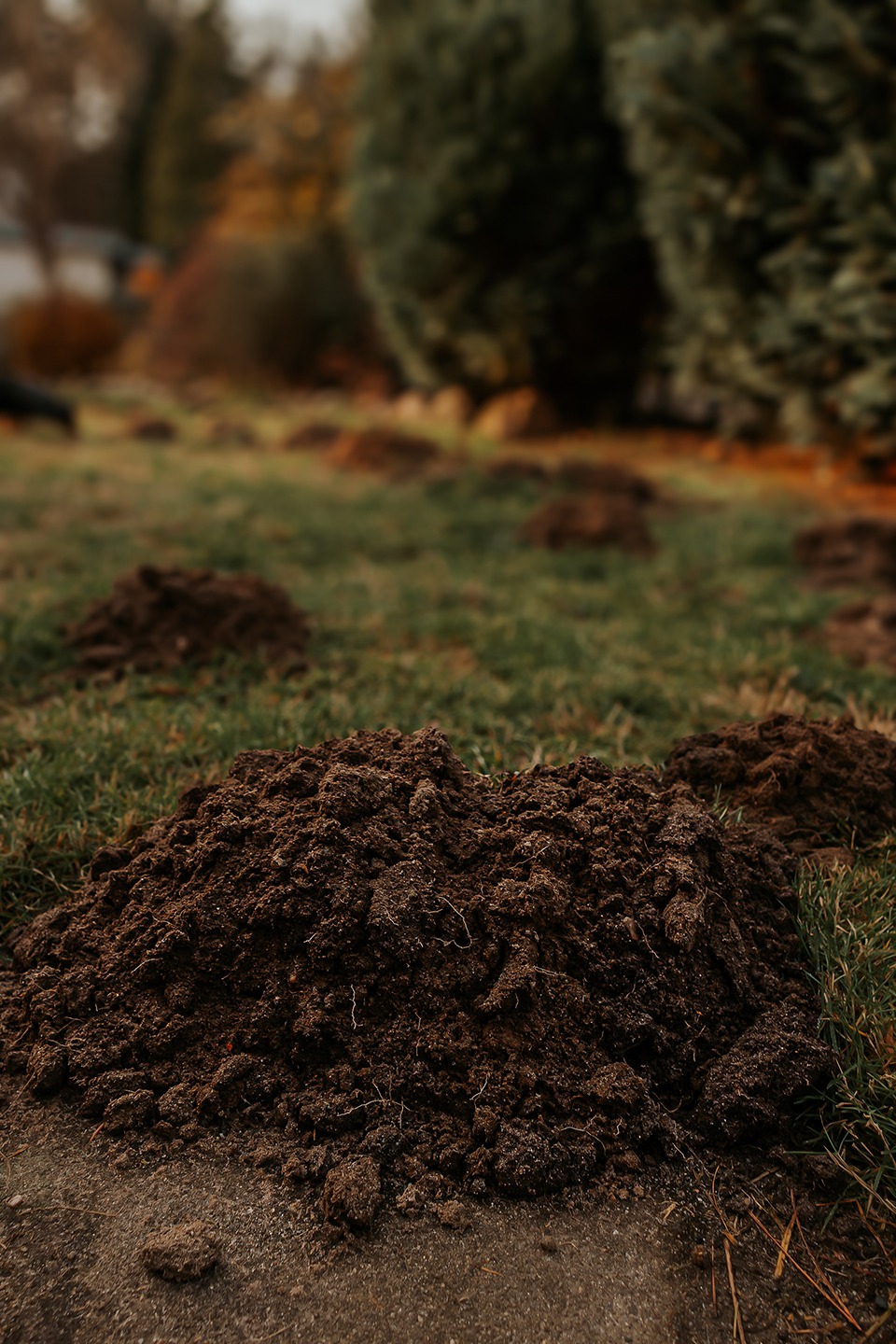 operation maulwurf 4