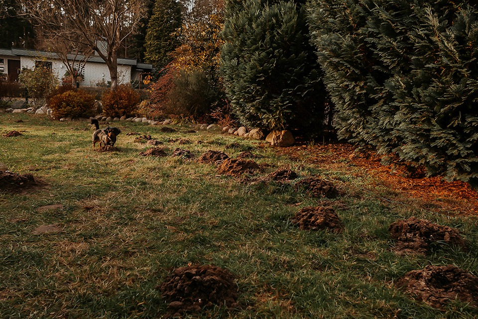 operation maulwurf 5