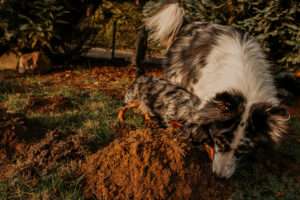 operation maulwurf 6