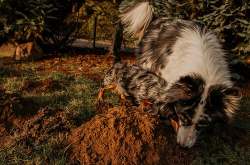 Operation Maulwurf – oder: Wie die Hunde den Garten in eine Mondlandschaft verwandelten 13 operation maulwurf 6