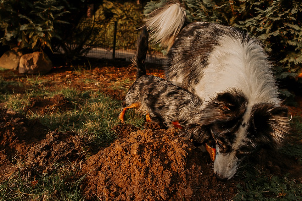 operation maulwurf 6