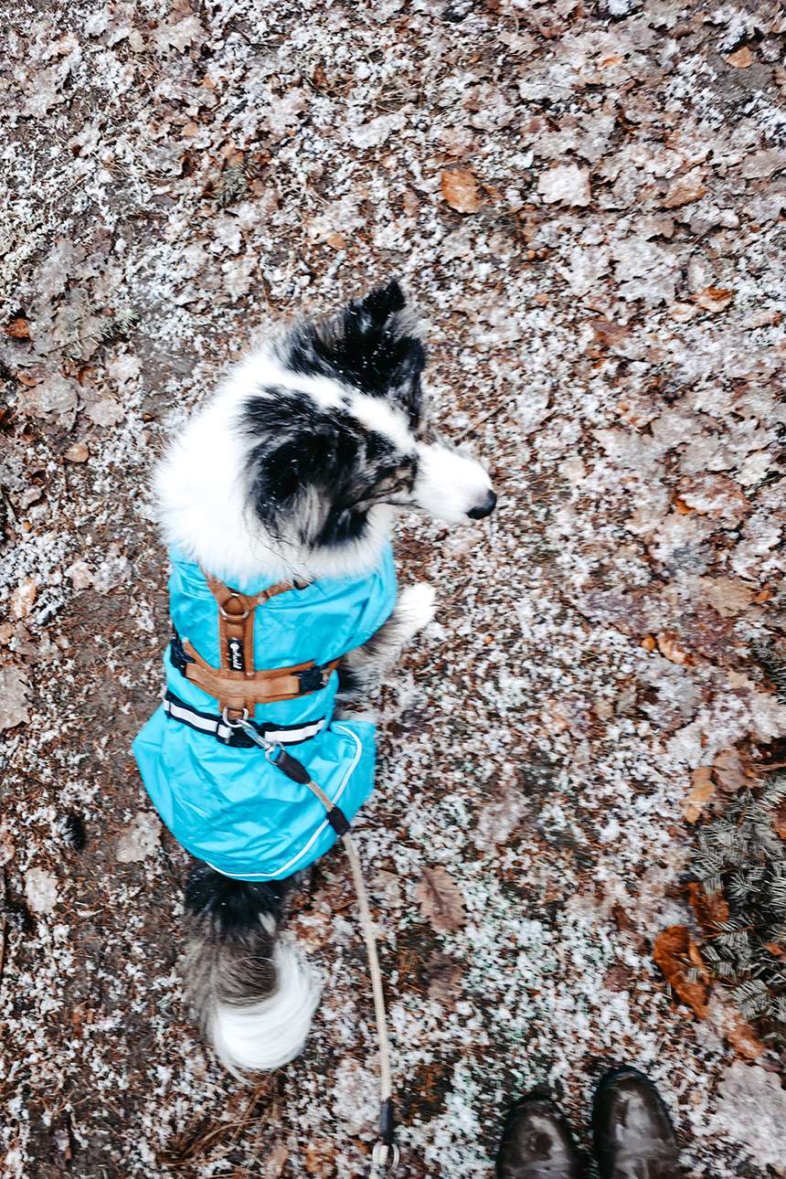 Vier Kilometer & ein Puls wie nach einem Marathon 2 Gassi Stories