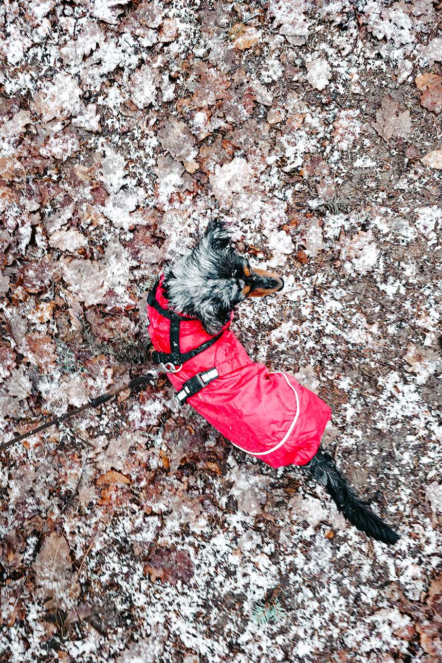 Vier Kilometer & ein Puls wie nach einem Marathon 3 Gassi Stories