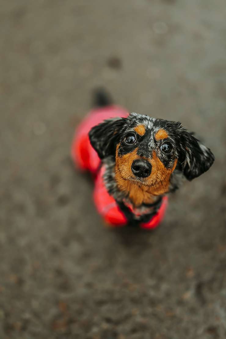 hundeportraits kleine hunde10