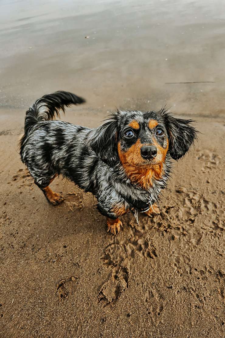 hundeportraits kleine hunde13