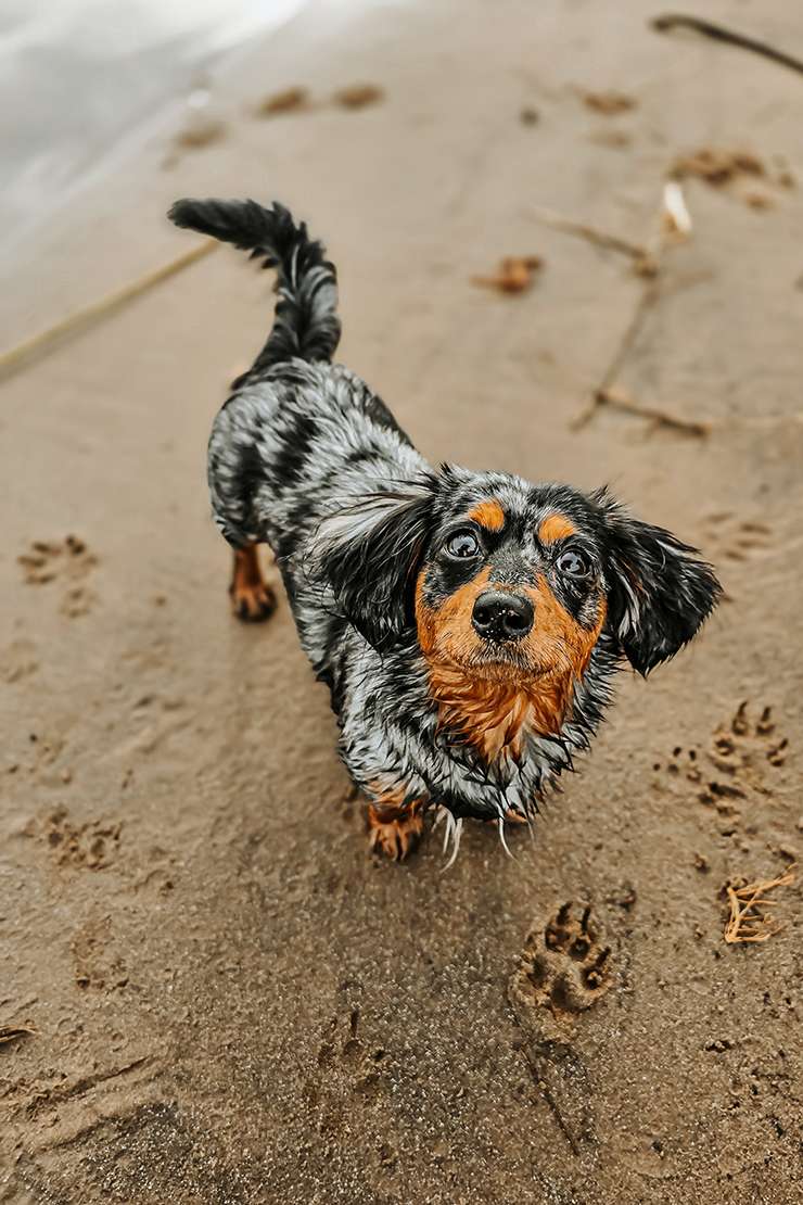 hundeportraits kleine hunde14