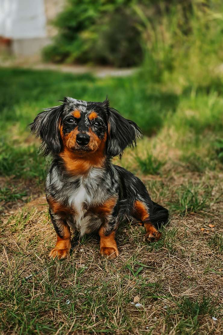 hundeportraits kleine hunde16