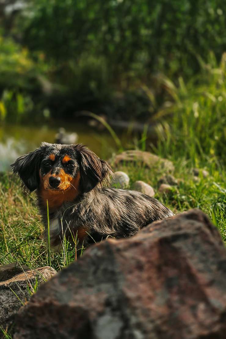 hundeportraits kleine hunde17