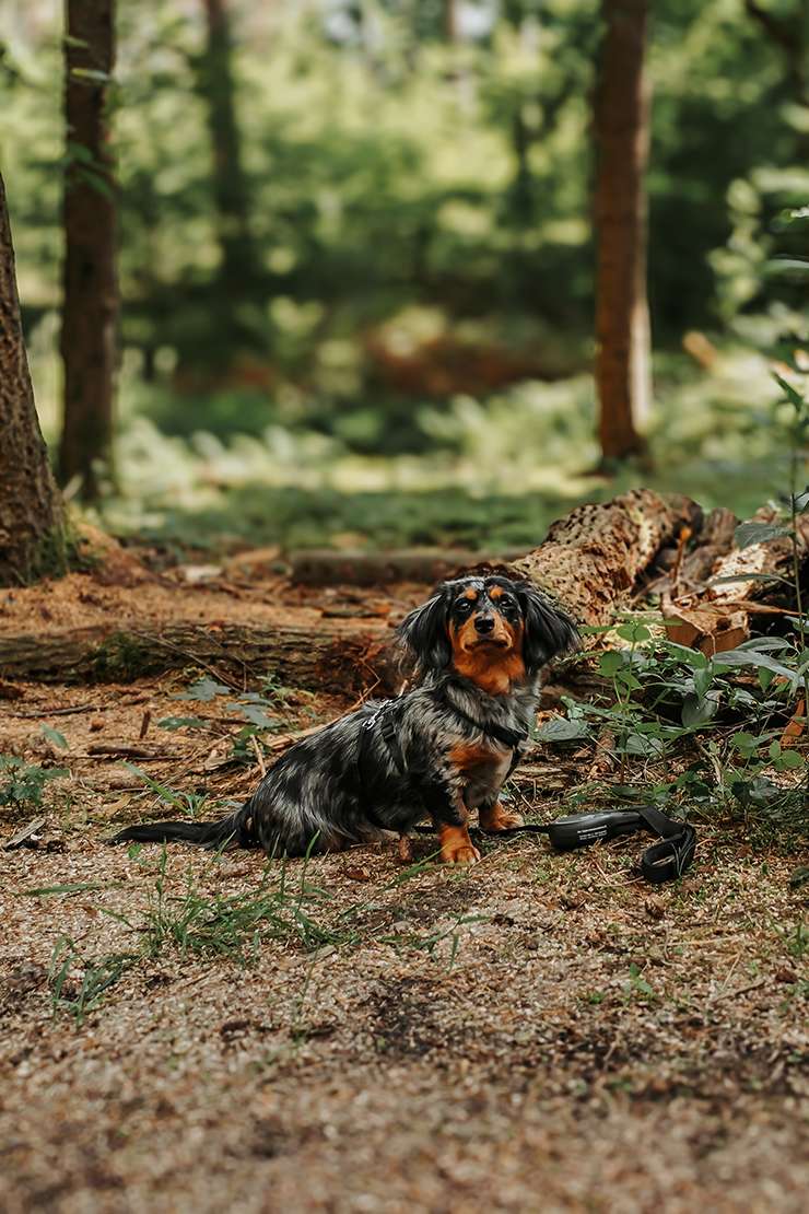 hundeportraits kleine hunde18
