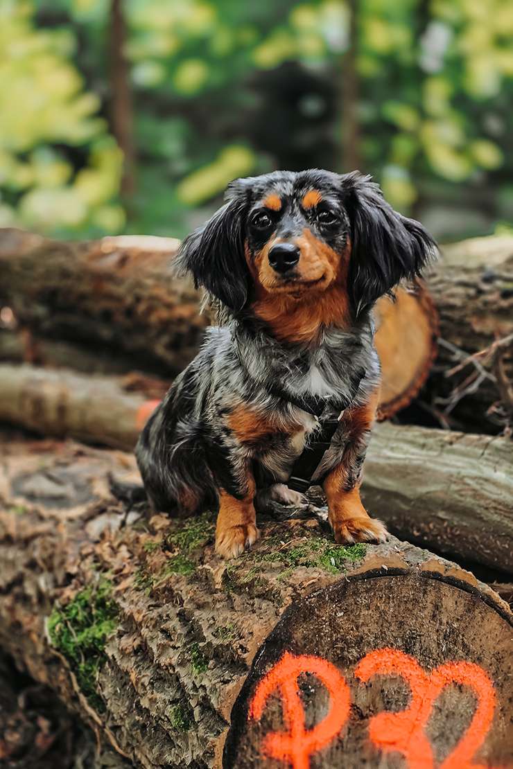 hundeportraits kleine hunde19