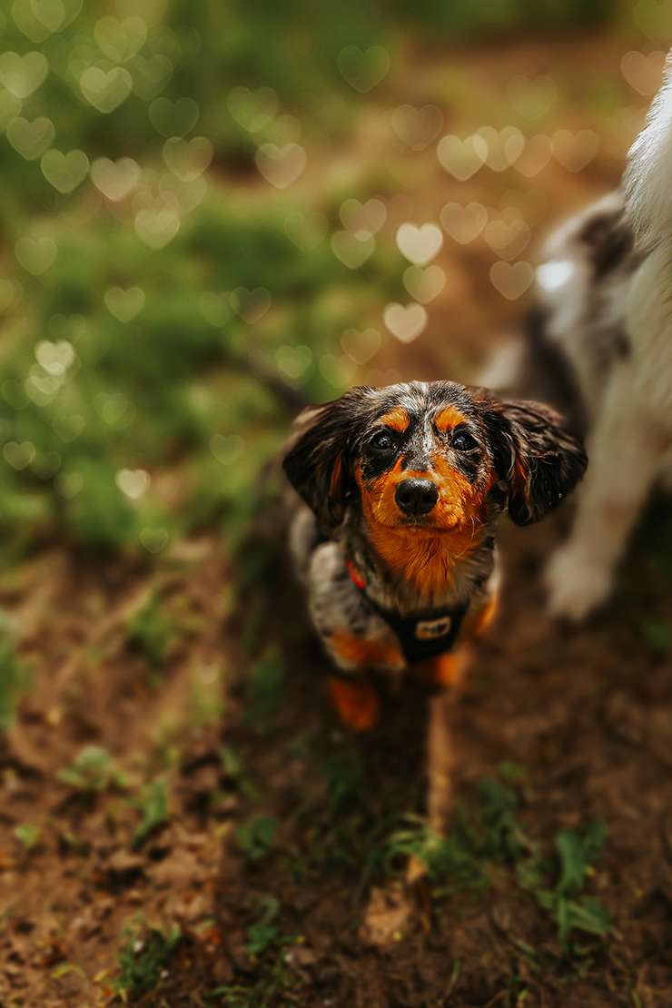 hundeportraits kleine hunde2