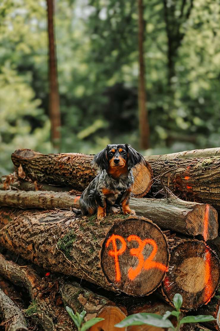 hundeportraits kleine hunde20