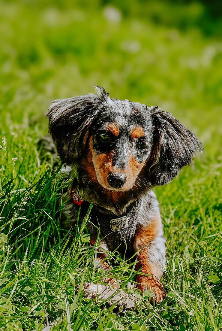 hundeportraits kleine hunde4