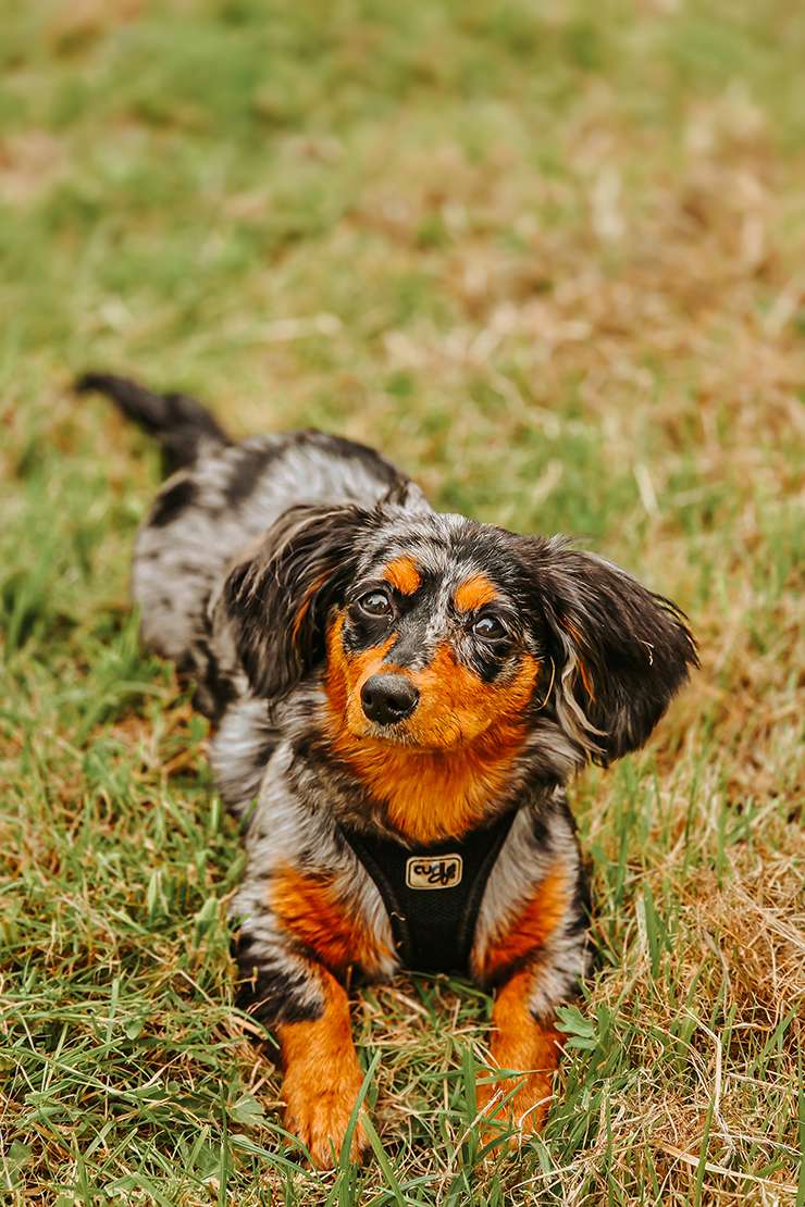 hundeportraits kleine hunde5