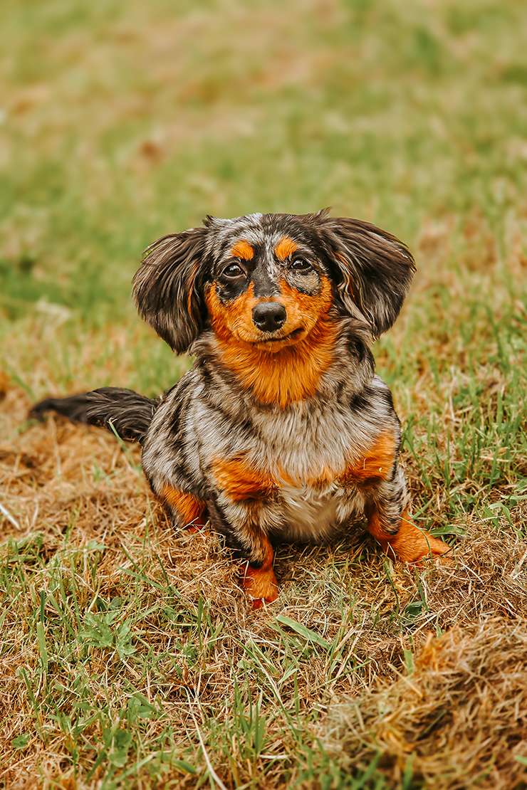 hundeportraits kleine hunde6